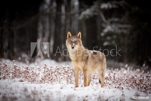Bild på Wolf im Winter